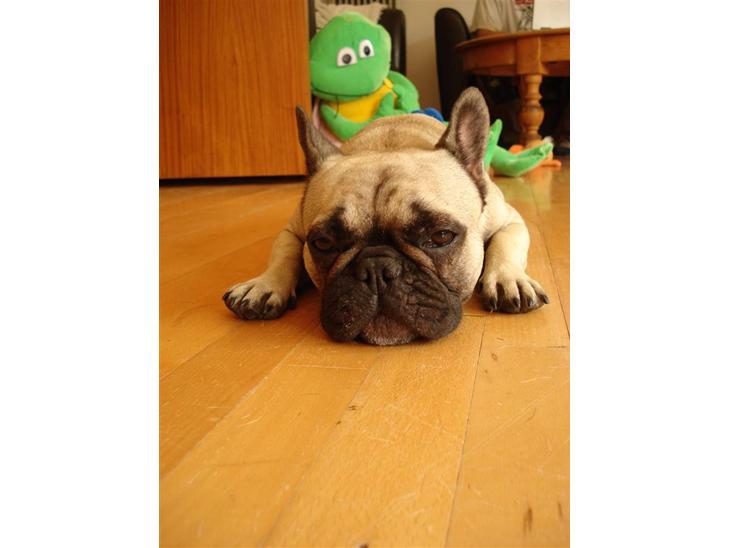 {{currentPhoto.altText}} billede {{currentPhoto.number}}