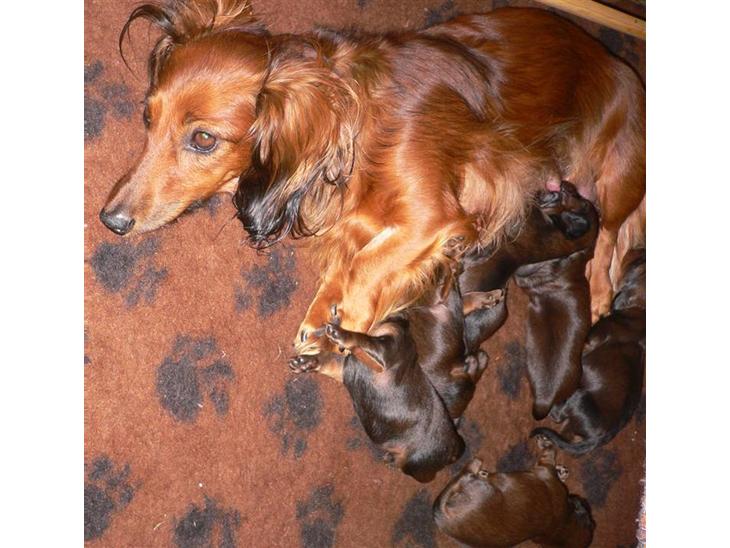 Alle vore hunde billede 0
