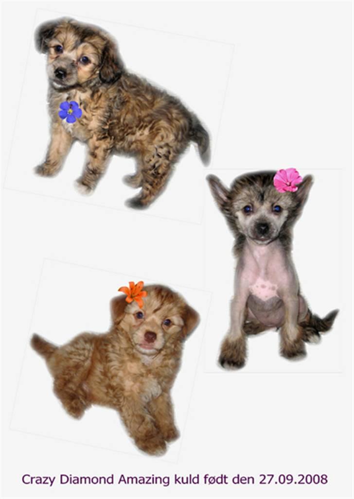 Chinese Crested hvalpe fra Crazy Diamond billede 1