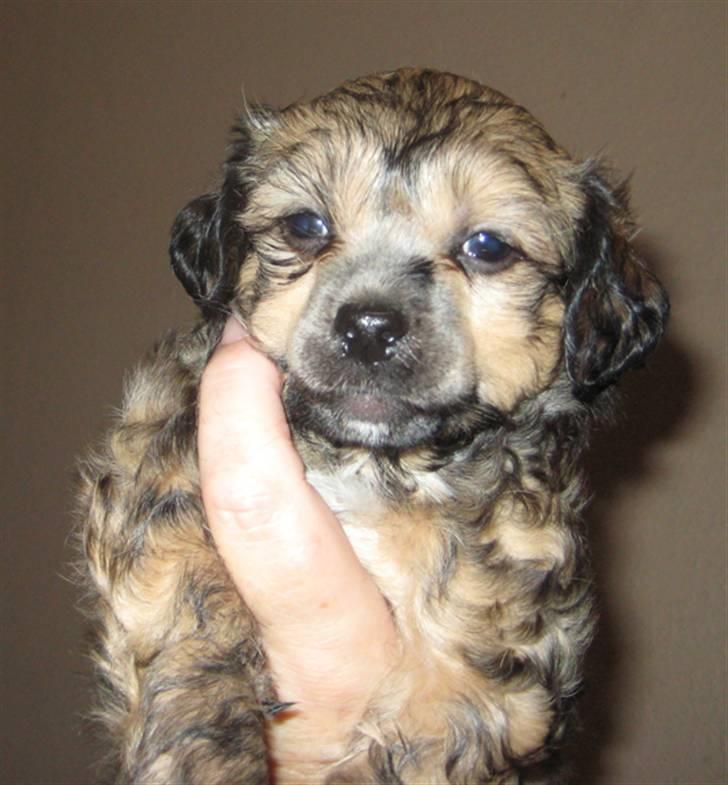 Chinese Crested hvalpe fra Crazy Diamond billede 2