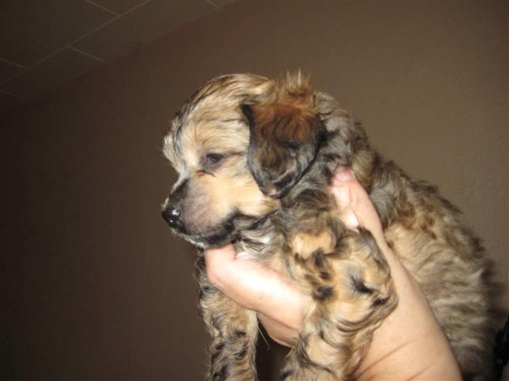 Chinese Crested hvalpe fra Crazy Diamond billede 3
