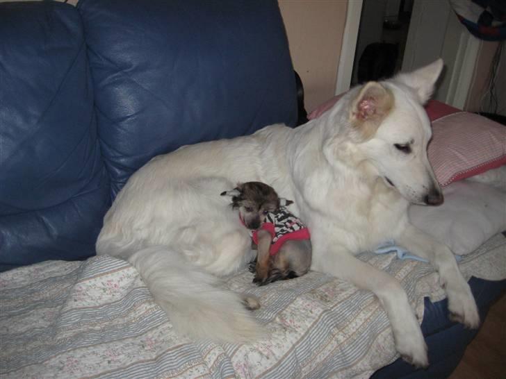 Chinese Crested hvalpe fra Crazy Diamond billede 6
