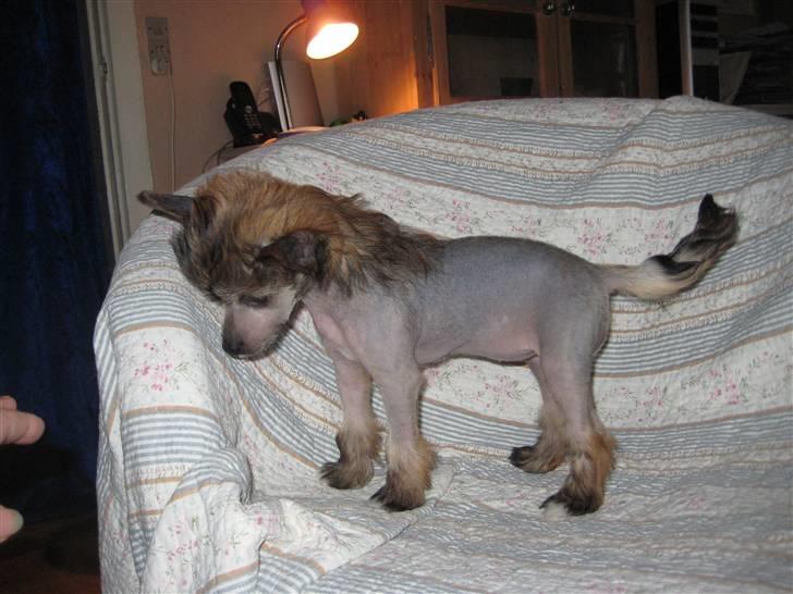 Chinese Crested hvalpe fra Crazy Diamond billede 7
