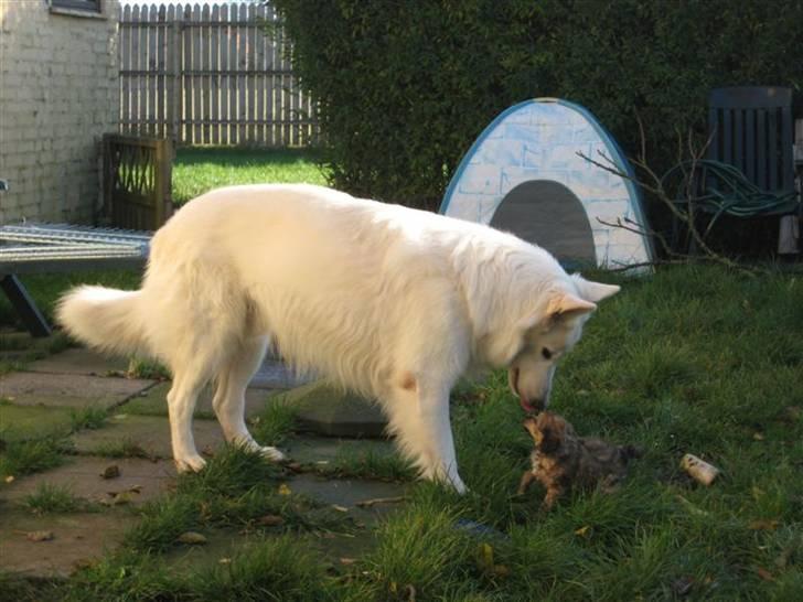Chinese Crested hvalpe fra Crazy Diamond billede 9