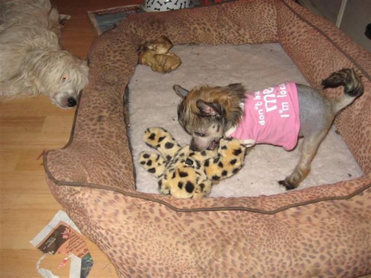Chinese Crested hvalpe fra Crazy Diamond billede 10