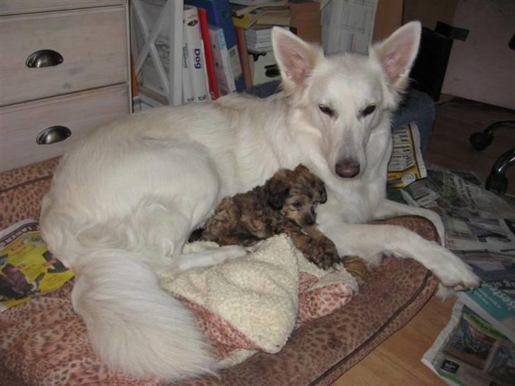 Chinese Crested hvalpe fra Crazy Diamond billede 12