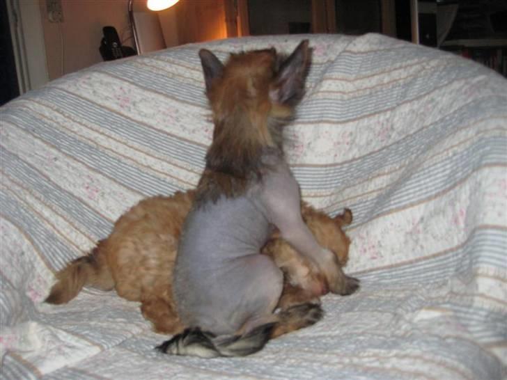 Chinese Crested hvalpe fra Crazy Diamond billede 13