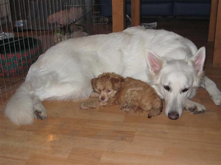 Chinese Crested hvalpe fra Crazy Diamond billede 14