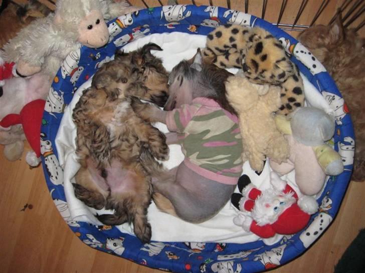 Chinese Crested hvalpe fra Crazy Diamond billede 15
