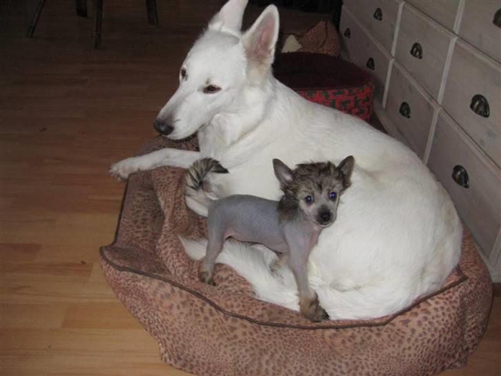 Chinese Crested hvalpe fra Crazy Diamond billede 16