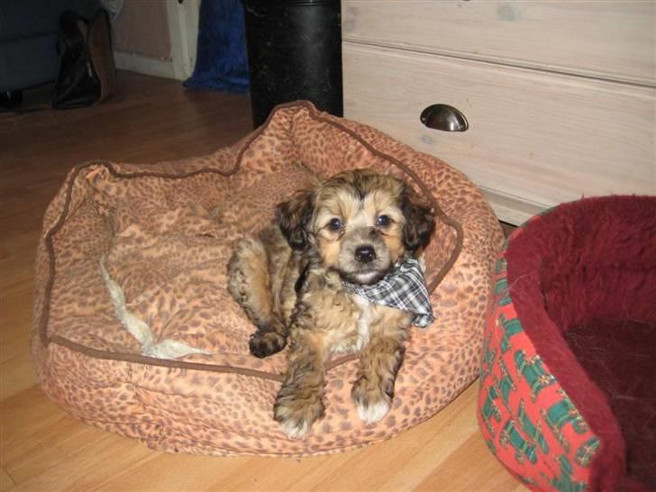 Chinese Crested hvalpe fra Crazy Diamond billede 17