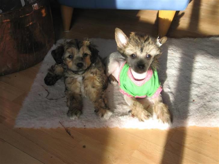 Chinese Crested hvalpe fra Crazy Diamond billede 18