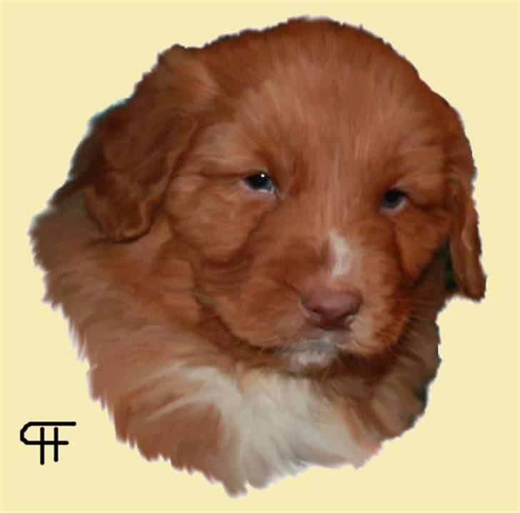Tegninger af andres hunde - Nova scotia duck tolling retriever Cozmo. billede 240