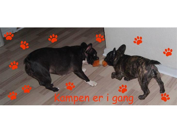 {{currentPhoto.altText}} billede {{currentPhoto.number}}