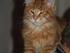 Vores Maine Coon katte