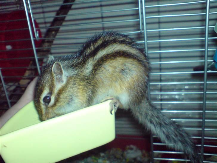 Mine skønne jordegern - Bette-røv spiser melorm billede 2