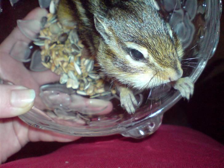 Mine skønne jordegern - Betterøv billede 1