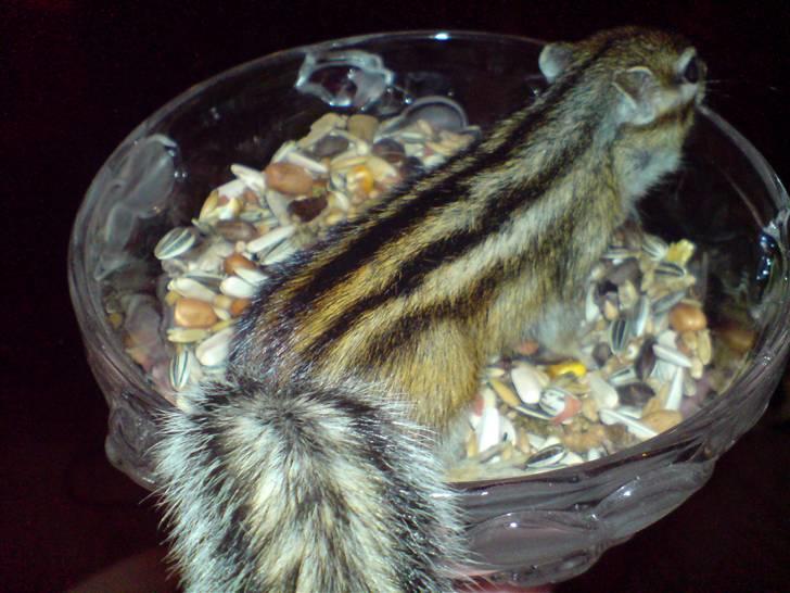 Mine skønne jordegern - Hey - jeg skal ind med det her! (Bette-røv) billede 3