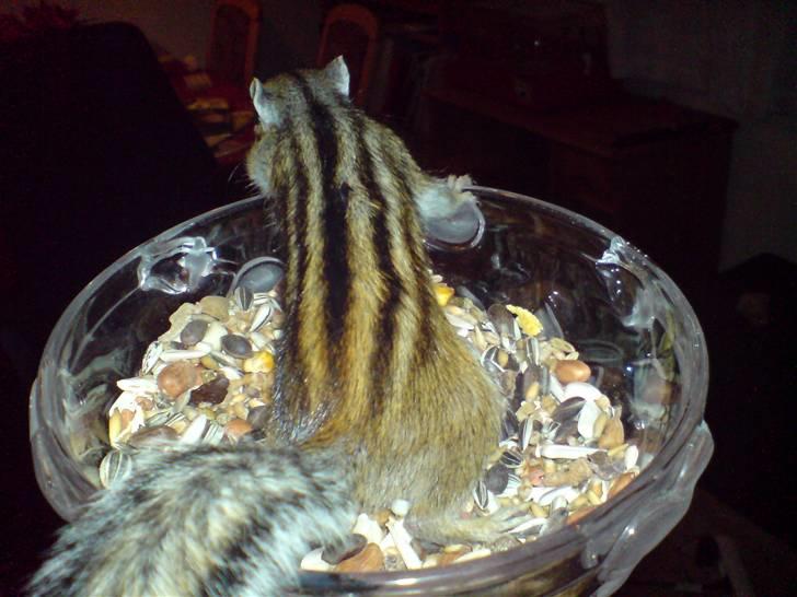 Mine skønne jordegern - Hallo - jeg sagde altså at jeg skulle ind (Bette-røv) billede 4