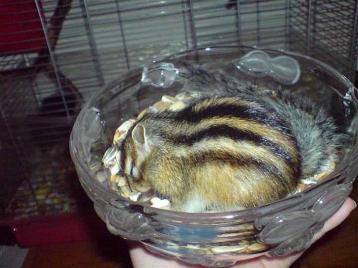 Mine skønne jordegern - Putter sig totalt sammen for at samle (Bette-røv) billede 5