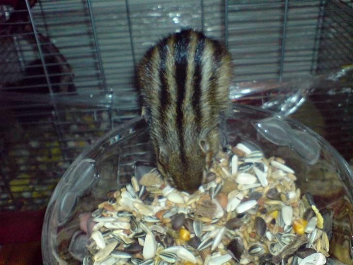 Mine skønne jordegern - Lige kommet ud til skålen (Bette-røv) billede 6