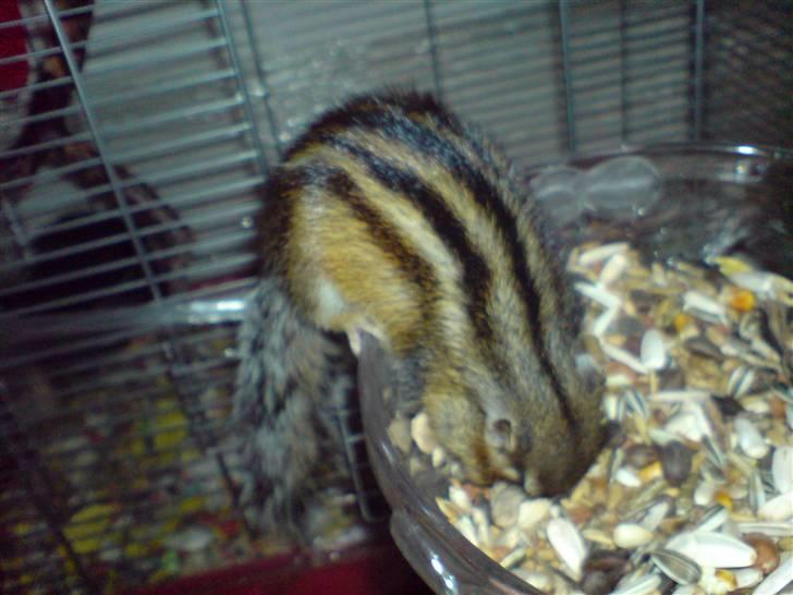 Mine skønne jordegern - På vej ned for at få fyldt forrådet op (Bette-røv) billede 7