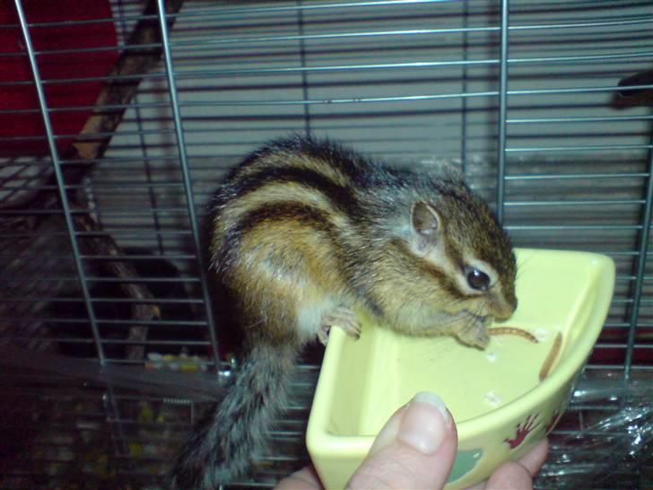 Mine skønne jordegern - Spiser melorm (Bette-røv) billede 8