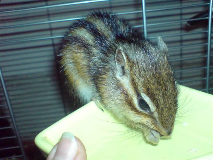 Mine skønne jordegern - Spiser melorm (Bette-røv) billede 9