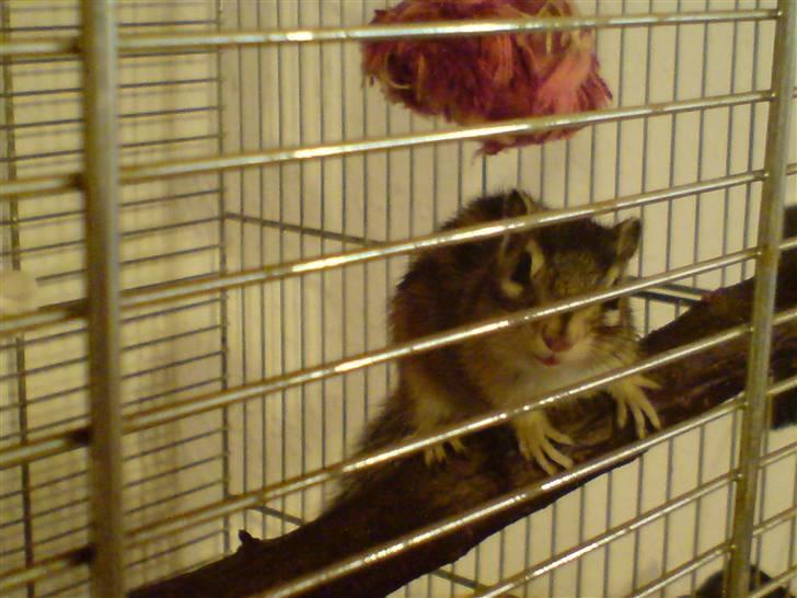 Mine skønne jordegern - Speedy lige i starten billede 10