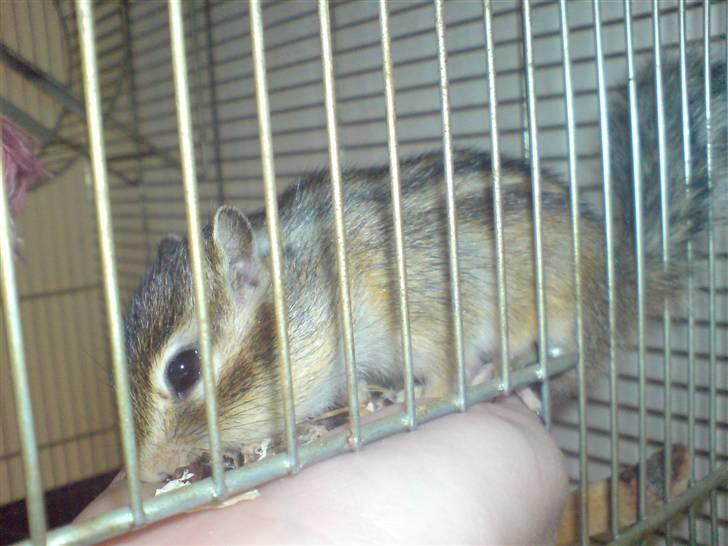 Mine skønne jordegern - Speedy begyndt at spise af hånd billede 11