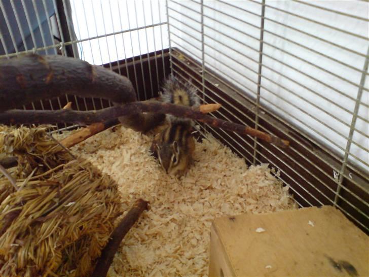 Mine skønne jordegern - Speedy billede 13