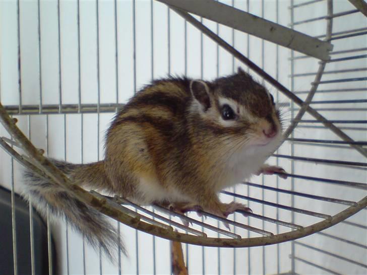 Mine skønne jordegern - Speedy sidder i løbehjul og kigger billede 15