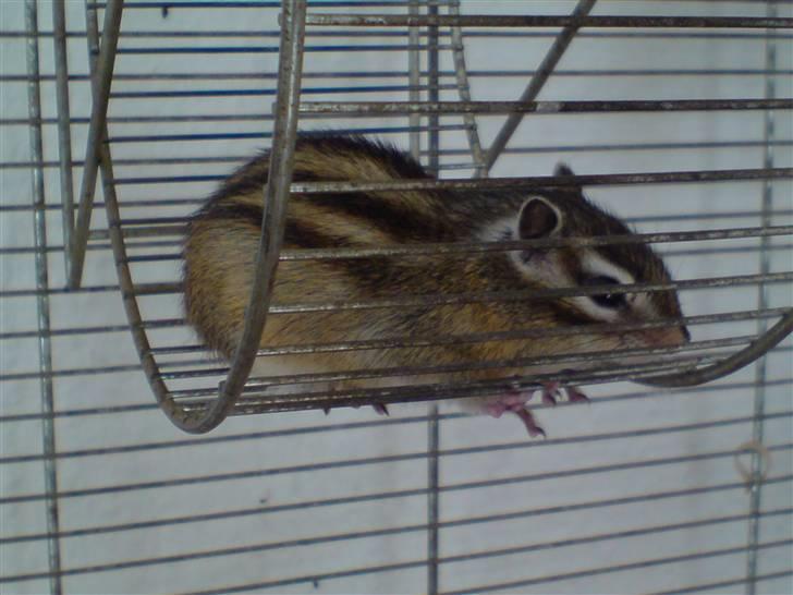 Mine skønne jordegern - Ligger og slapper den i løbehjulet (Speedy) billede 16