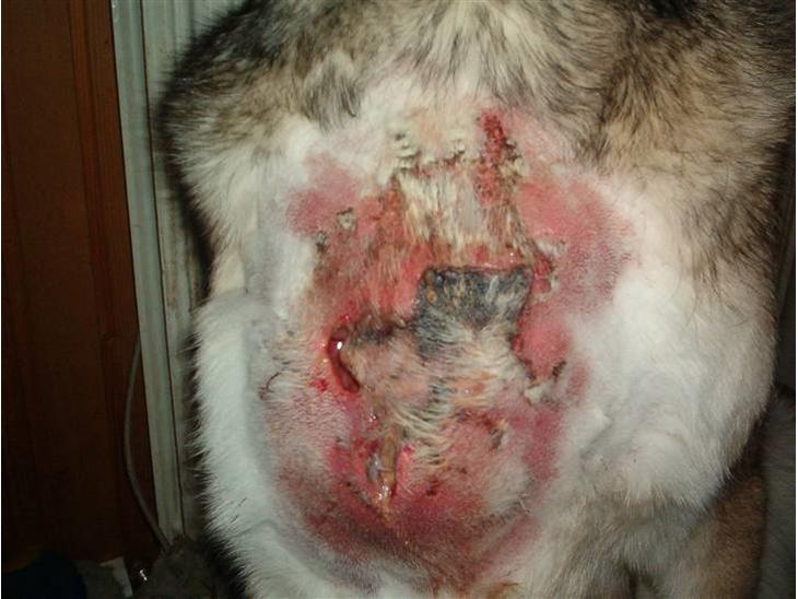 {{currentPhoto.altText}} billede {{currentPhoto.number}}