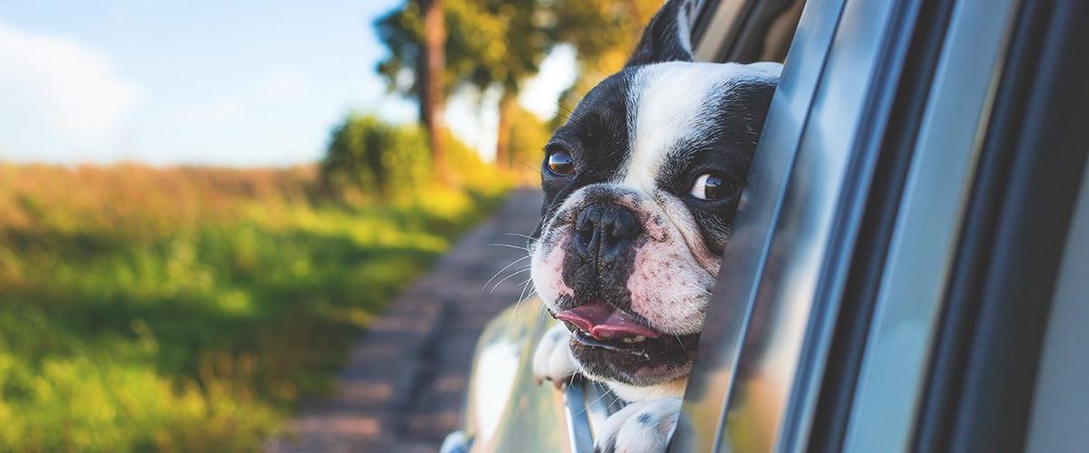 Gør bilturen for din hund