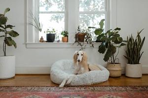 Boligindretning for dig med hund: 2 gode tips 