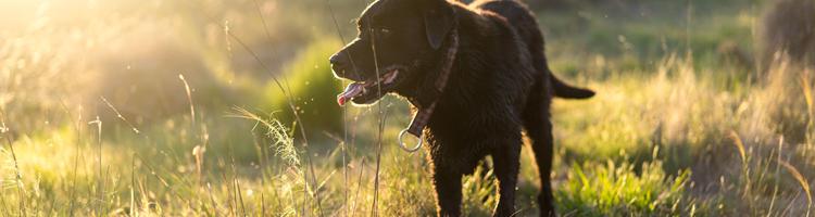 CBD olie og tabletter giver din hund bedre trivsel