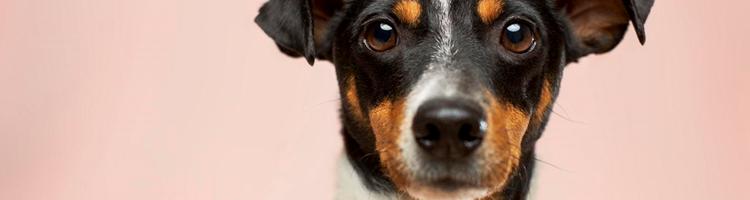 Skal hundepasning være din levevej?