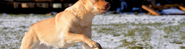 En labrador er en labrador…