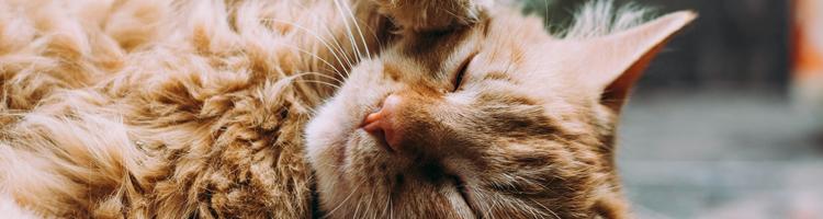 Optimal ernæring til din kat for at forebygge livsstil...