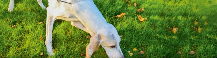 Porcelaine -ny race i Danmark