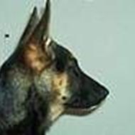 Hunden-Mangler-Hjem .