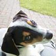 Jack Russel SPOT h