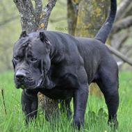 Dogo Canario