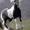 jette scharling h