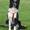 henrik   Team border Collie .