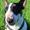 Kennel Bullos