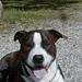 Hunde lagkage ???