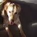 golden retriver tilbydes til avl
