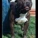 pittbull vs amstaff